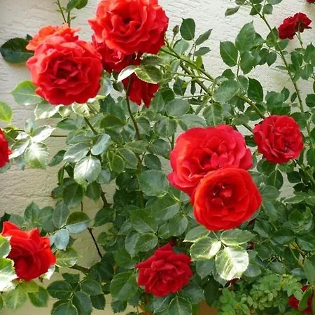 2 Bett Rose Westerburg (Rhineland-Palatinate)