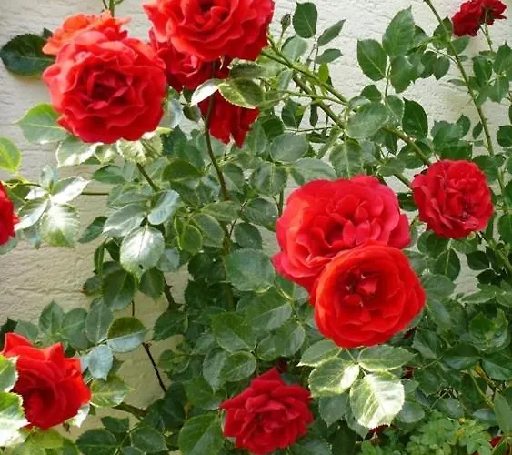 2 Bett Rose Westerburg (Rhineland-Palatinate)